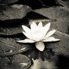 Naturaleza